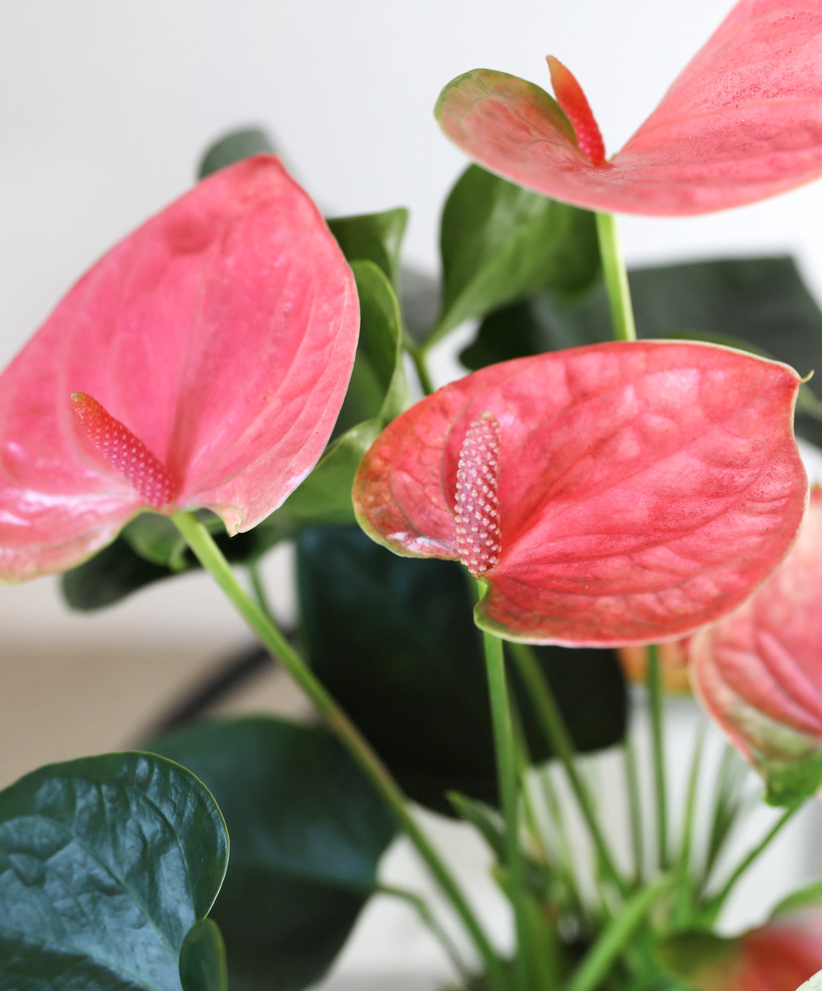 Vibrant pink anthurium flowers blossoms showcasing glossy green leaves in a lush arrangement.