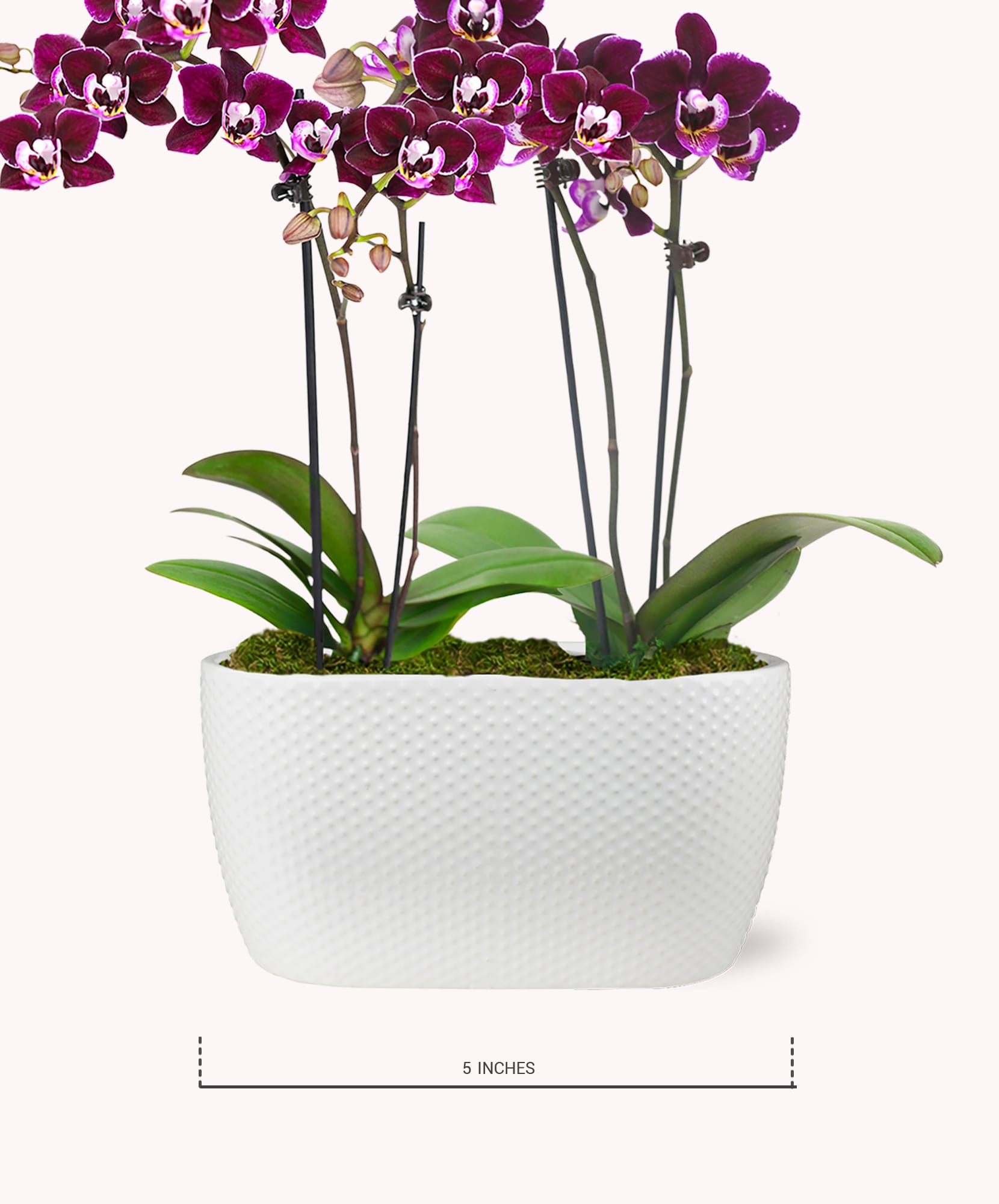 Elegant purple orchids in a modern white pot, showcasing vibrant blooms and lush greenery.