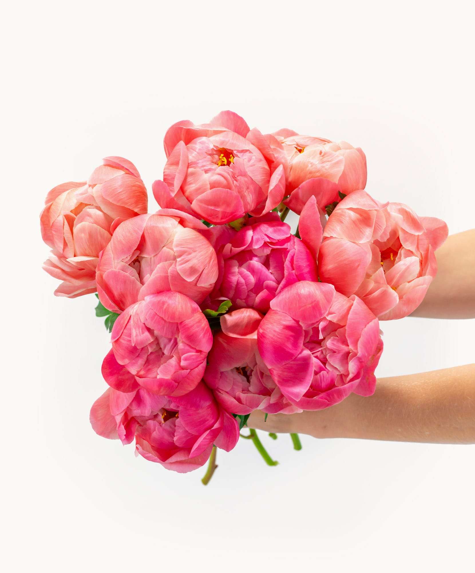 Vibrant bouquet of pink peonies held in a hand, showcasing soft blooms and lush petals.
