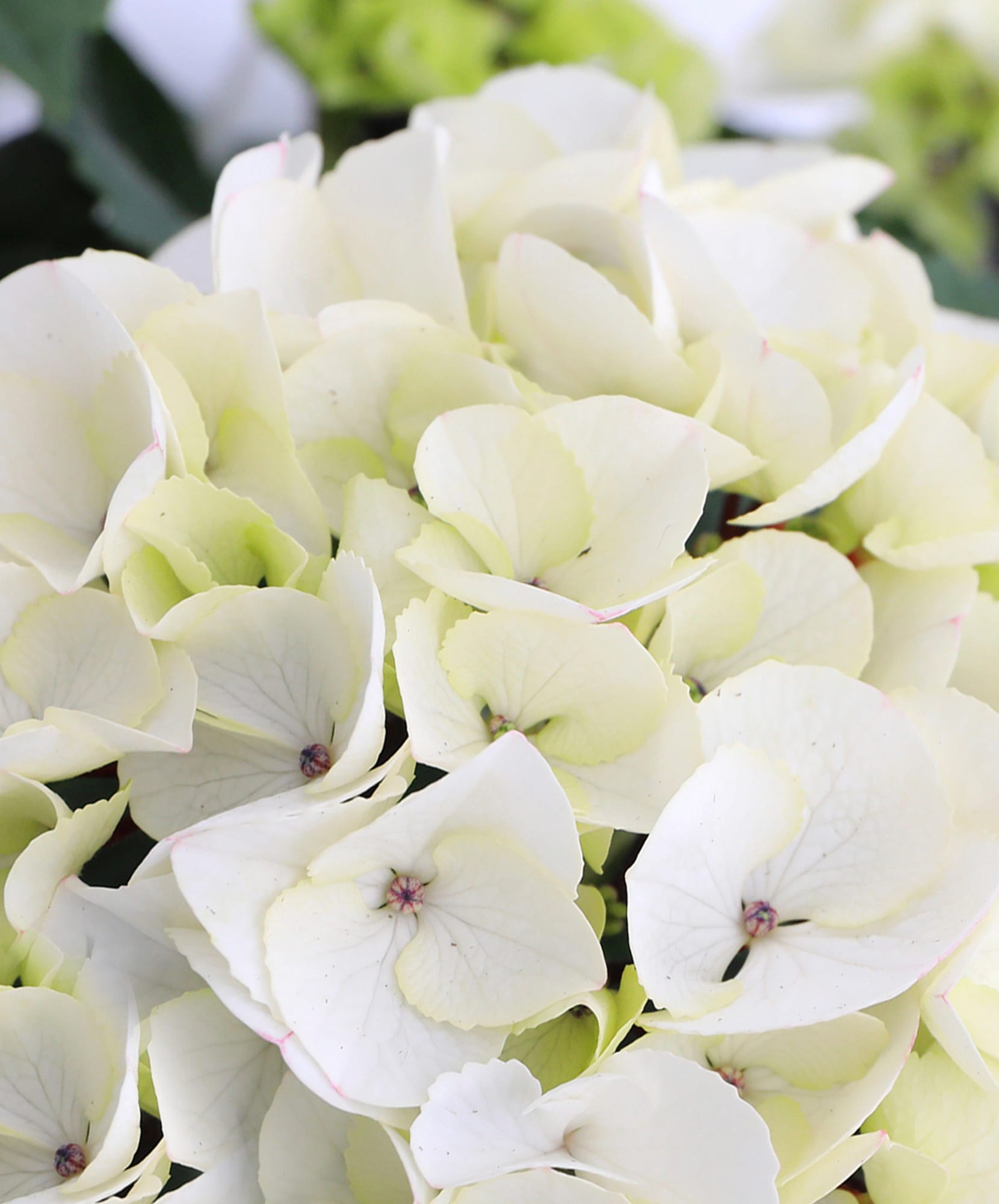 Delicate white hydrangeas in a lush arrangement, perfect for elegant decor and gifts.